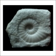 27-fossile-ammonite-marmo-22-x-20